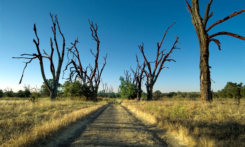 Allegedly Sycamore Grove