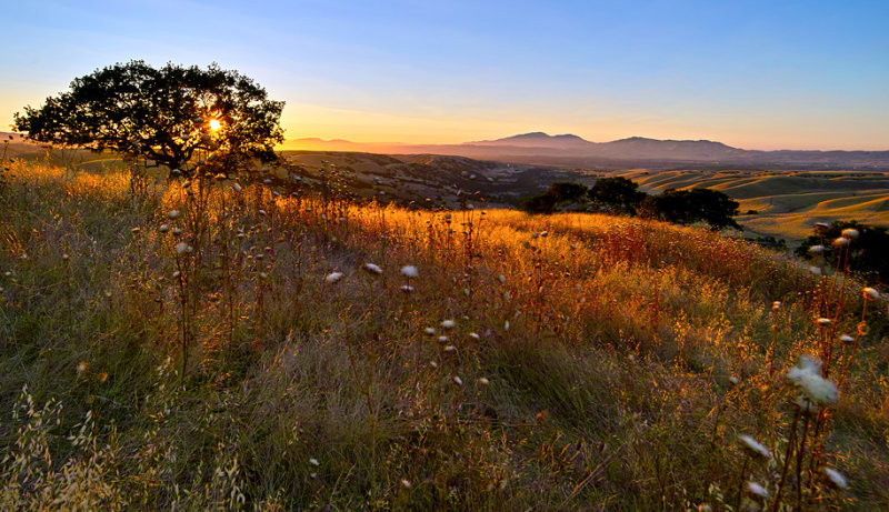 Livermore Valley Sunset with White Thistles