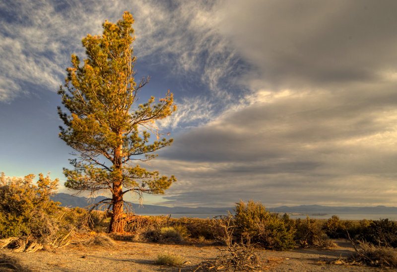 Lone Pine in Morning Light