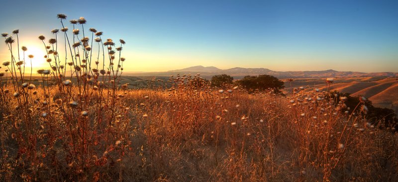 Sunset with Thistles