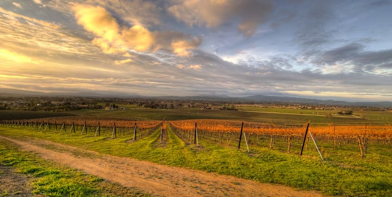 Vineyard in Winter II
