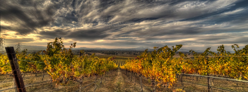 Vineyard with Black Clouds