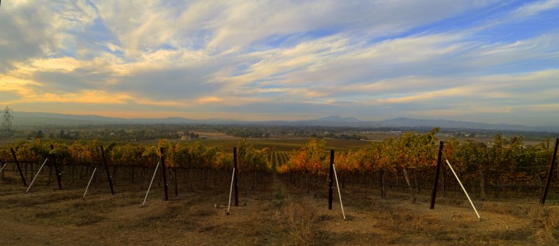 Wente Vinyard in Sunset Light II