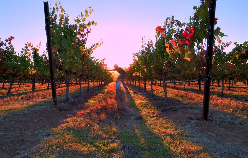 Vineyard with Gleaner