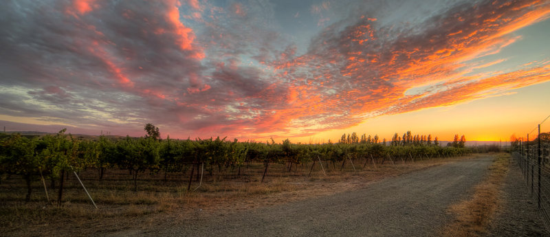 Vinyard with Sunset Clouds