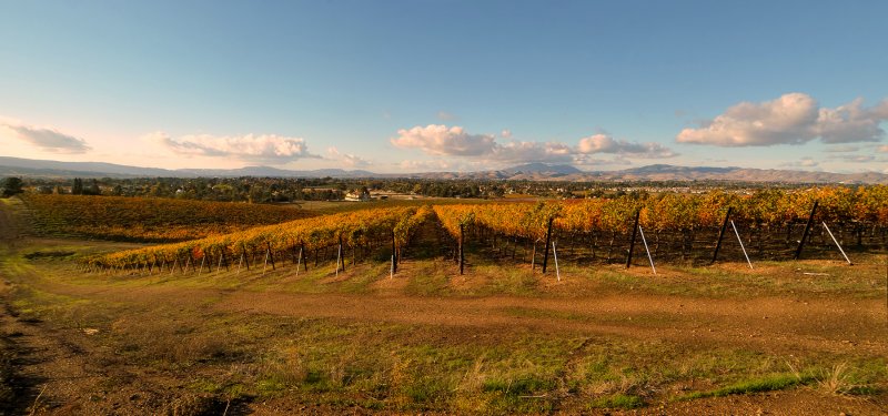Vineyard in Autunm II