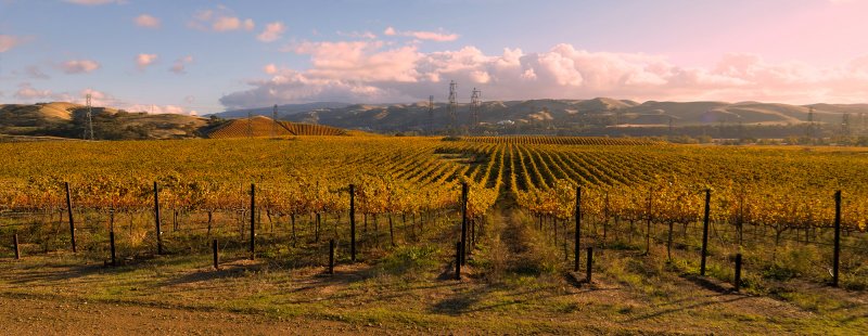 VInyard in Autumn III
