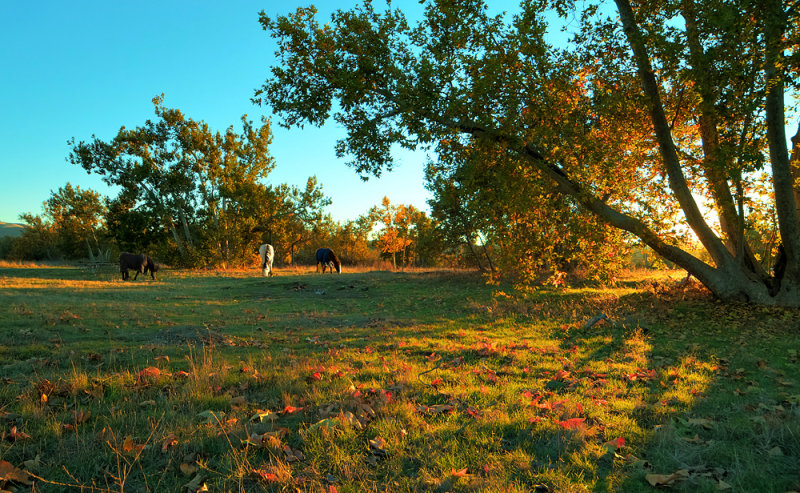 Horses in the Park