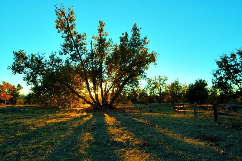 Sycamore Sunset