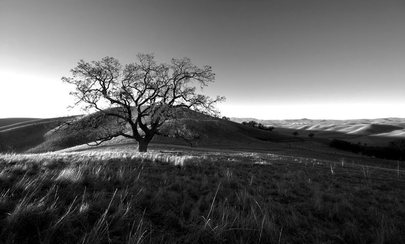 Tree and Grasses