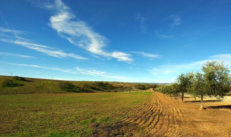 Empty Field