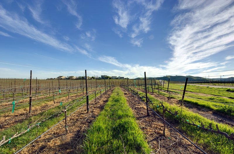 Vineyards and Houses