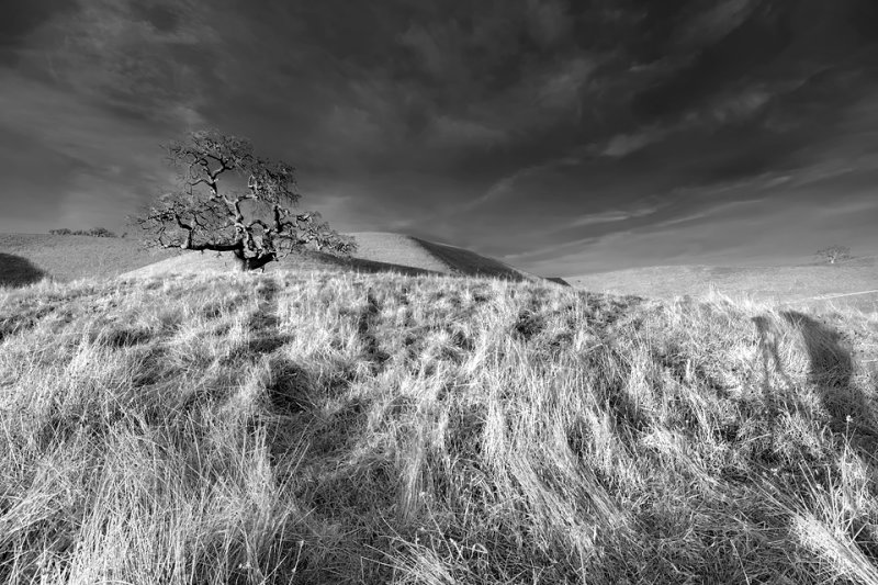 Oak on Hilltop