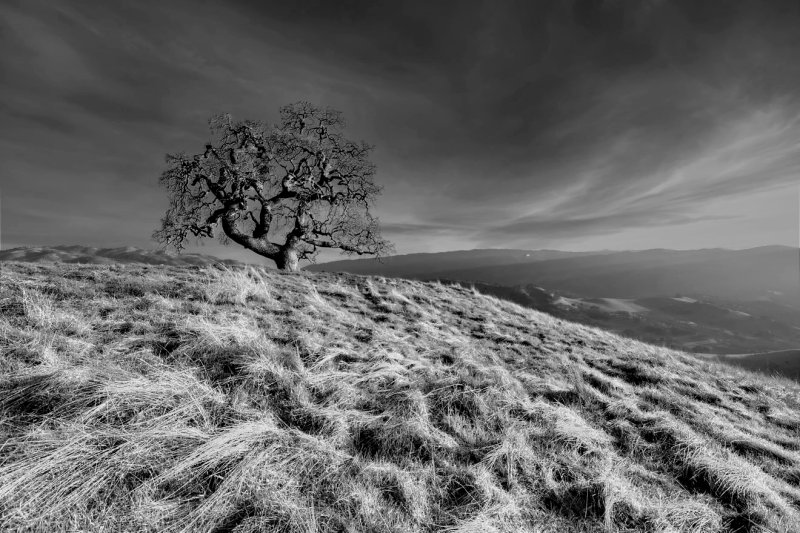 The Sentinel