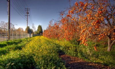 Persimmons and Wild Mustard
