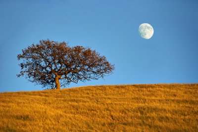 Moon and Oak