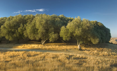 Old Olive Grove