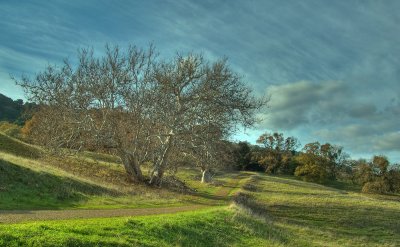 old sycamore