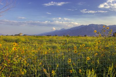 High Desert Meadow