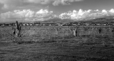 Field