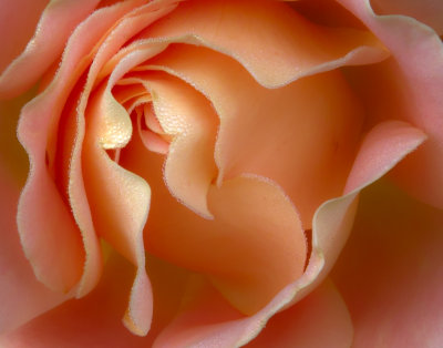 Dew-covered Rose