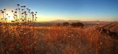 Livermore Sunset, with Thistles