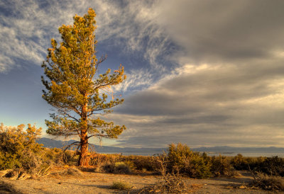 Lone Pine in Morning Light