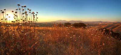 Sunset with Thistles