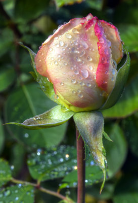 Rainy Day Rosebud