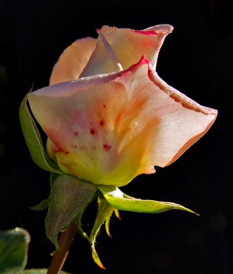 Dew-Covered Rosebud