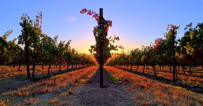 Sunset in the Vineyard