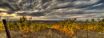 Vineyard with Black Clouds
