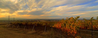 Wente Vinyard in Sunset Light