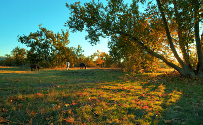 Horses in the Park
