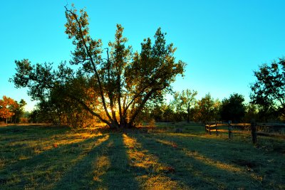 Sycamore Sunset