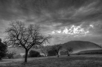 Christmas Morning Fog