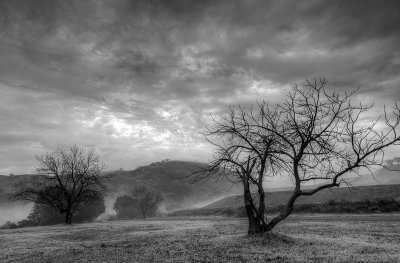 Christmas Morning Fog II