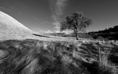 Sea of Grass