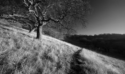 Late Afternoon Hillside