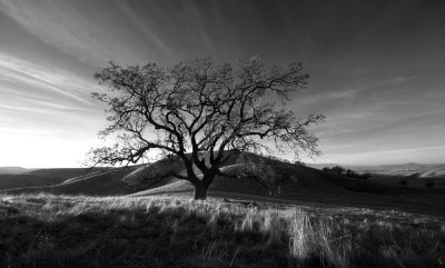 Lone Oak