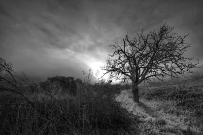 Lone Tree in Fog