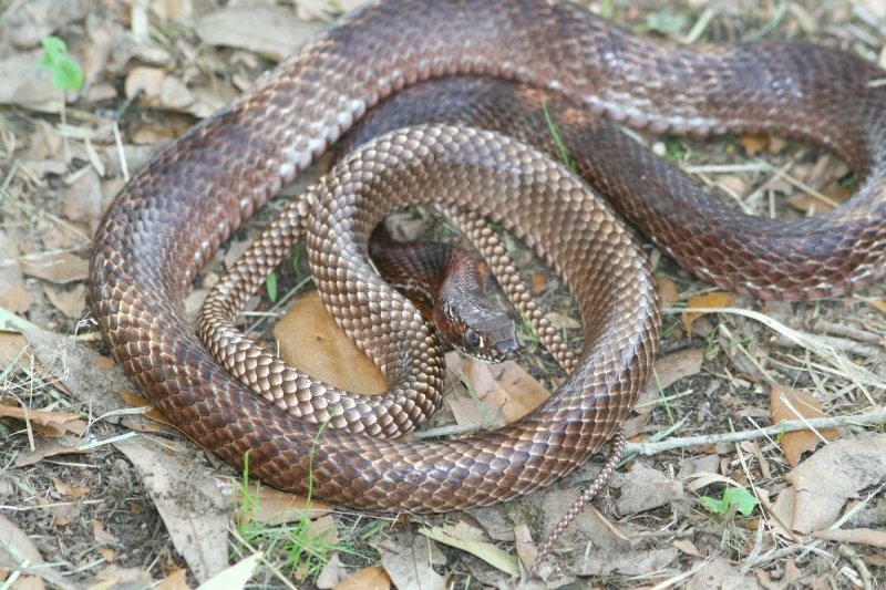 Eastern Coachwhip