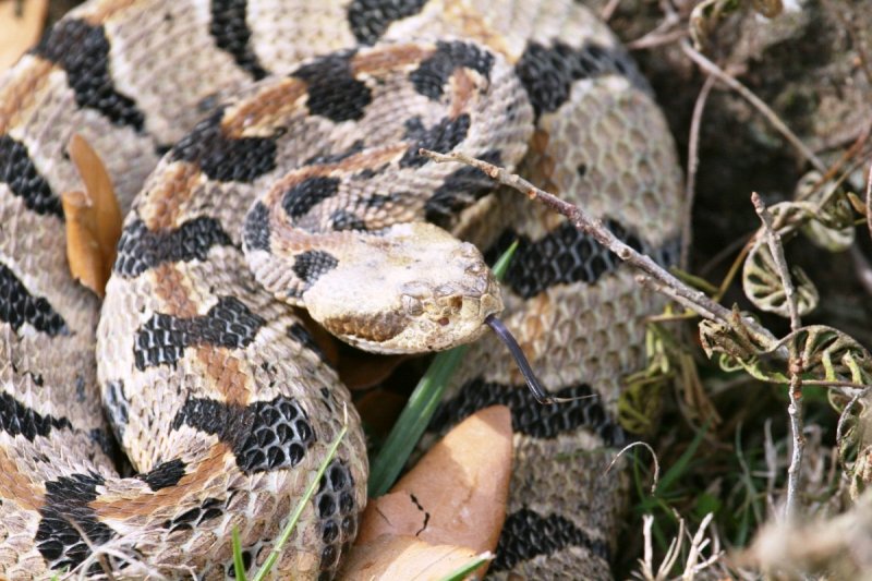 Canebrake Rattlesnake