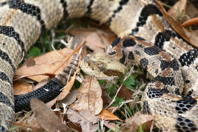 Canebrake Rattlesnake