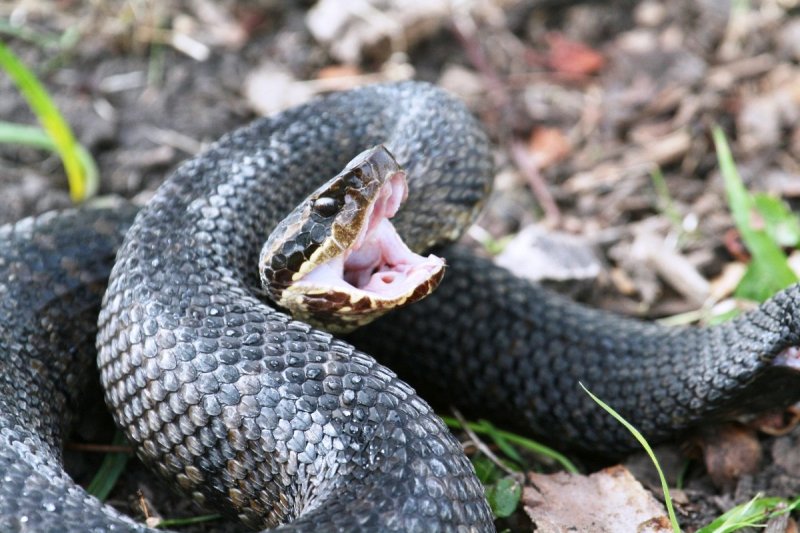 Cottonmouth