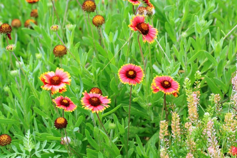 Indian Blanket (Gaillardia pulchella)