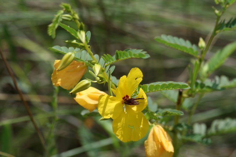 Partridge Pea (Chamaecrista fasciculata)