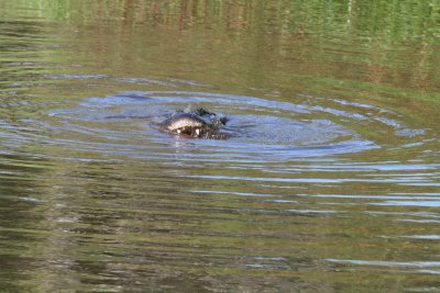 Big Gator in Blowout Pond