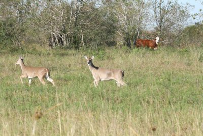 White Tailed Deer and Cow