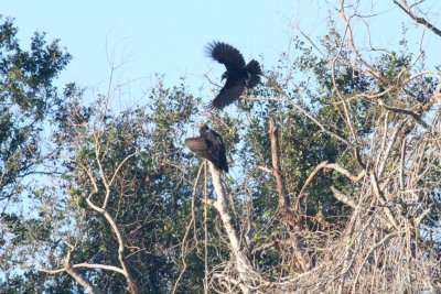 Black Vulture picking on a Turkey Vulture.JPG